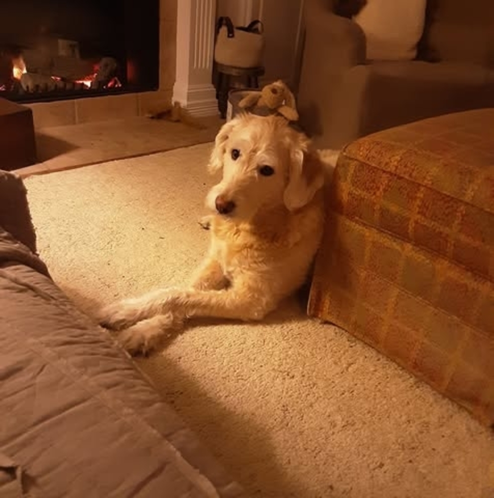 Meet your Posher, Susie